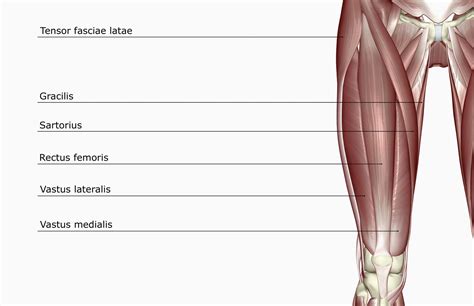 Quadriceps Femoris Muscle Anatomy Britannica Atelier Yuwa Ciao Jp