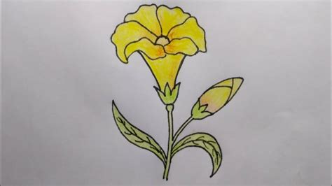 How To Draw Kaner Flower Kaner Flower Drawing Easy Flowers Drawing