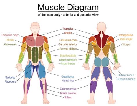 There are over 600 muscles in the body. Best Muscle Illustrations, Royalty-Free Vector Graphics ...