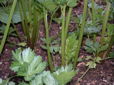 Growing Celery From A Worcester Allotment