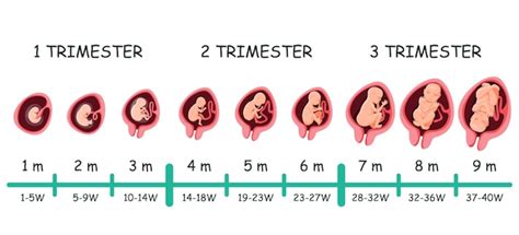 Premium Vector Human Embryo Growth Development Pregnancy Stage