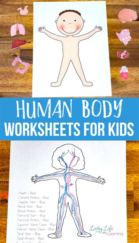 Body Parts Worksheet For Preschool Human Body Crafts Crafts And Free