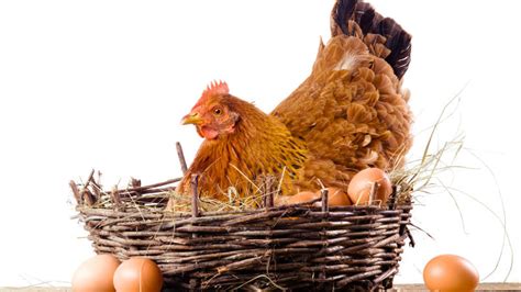 Interesting Facts On Chicken Egg Fertility Farmers Insight