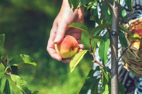Don't be afraid to heavily prune your fruit trees. Fruit Trees for Zone 9b in 2020 | Fruit trees, Fruit, Plants