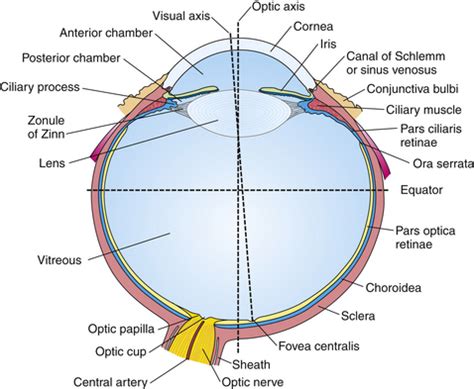 Ophthalmology Musculoskeletal Key