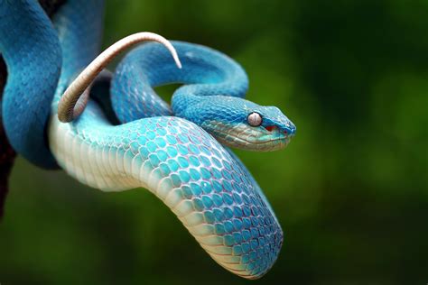 Blue Viper Viper Snake Snake Viper