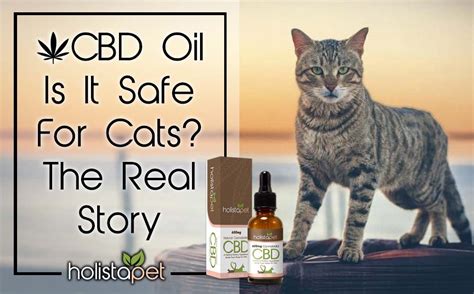 Often, this behavior in cats stems from a fear of unfamiliar people, loud noises. Is CBD Oil Safe for Cats? THE REAL STORY | HolistaPet