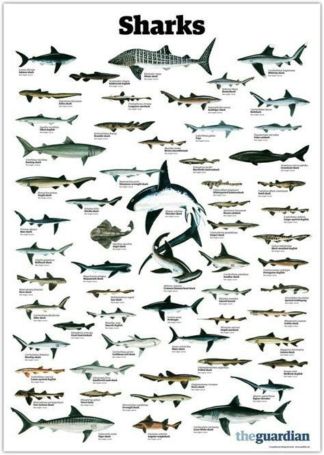 Sharks The Sharks Of The Word Chart Types Of Sharks Shark Shark