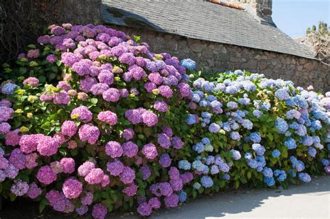 Hydrangeas Varied Colourful And Lovingly Tended To By The Wizard Of