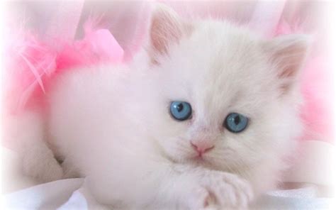 kedi resimleri en guzel kedi resimleri Şeker Kedi Resimleri
