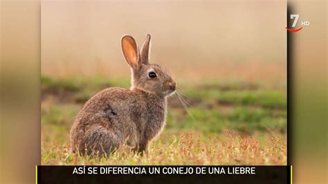 Sabes Diferenciar Un Conejo De Una Liebre Chema Ram N Te Ayuda El