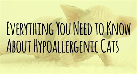 Hypoallergenic Cats Everything You Need To Know