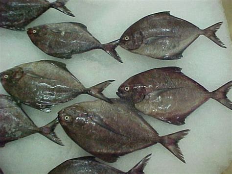Lauk, ikan, sebarau, ikan kee, ikan maw, ikan dory, ikan unga, ikan bawal. Black Pomfret Fish in Thrissur, Kerala, India - NATURE ...