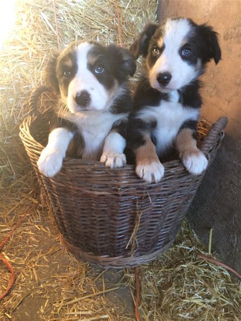 Beautiful Tricolour Border Collie Puppies For Sale