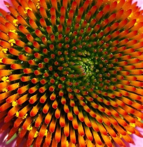 23 Glorious Photos That Capture The Geometry And Symmetry Of Nature