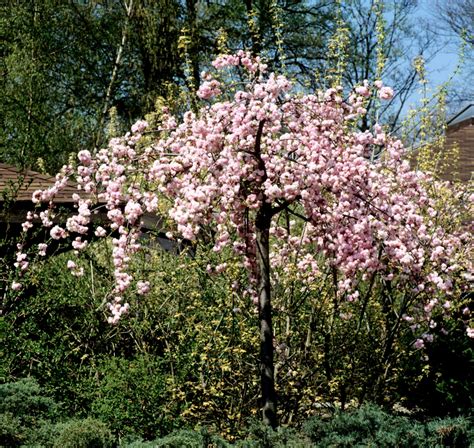 Quand, comment et pourquoi tailler le cerisier ? Cerisier du Japon : planter et entretenir - Ooreka