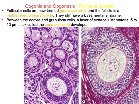 Histoloji Embriyoloji Notlarım Oogonia And Oogenesis And Folliculogenesis