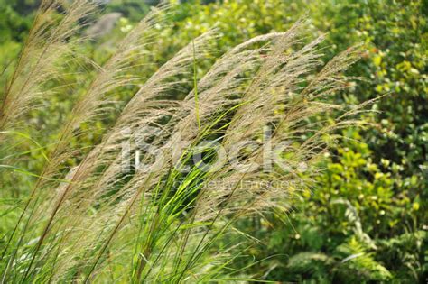 Wild Grass In The Wind Saccharum Spontaneum Stock Photo Royalty