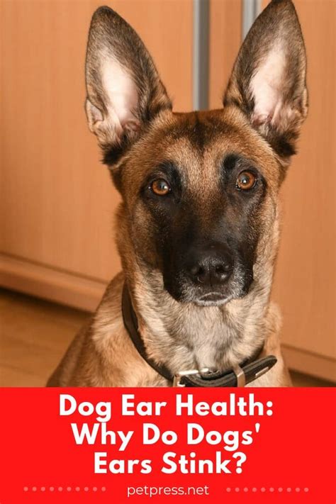 Dog Ear Health Why Do Dogs Ears Stink