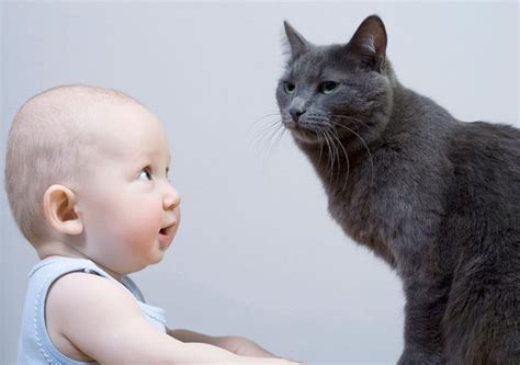 چگونه گربه خود را برای برخورد با نوزاد تازه متولد شده آماده کنید پت زیپ