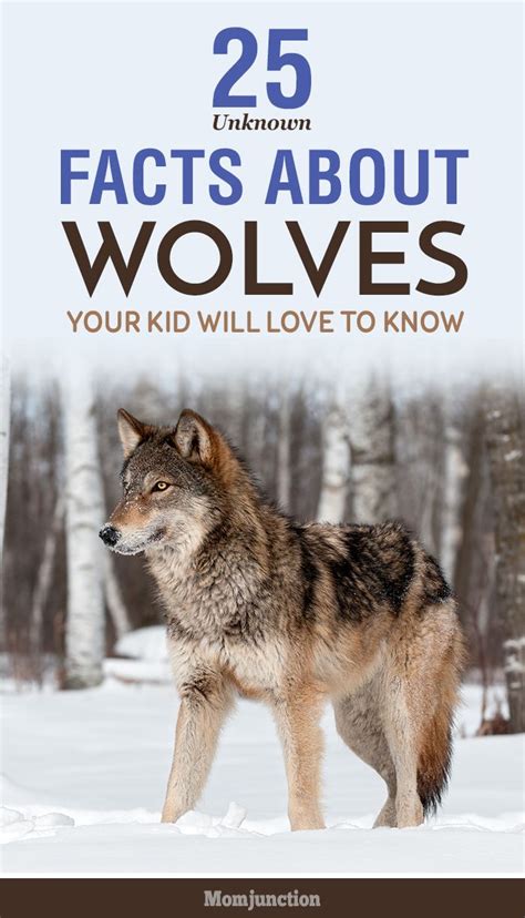 For more educative, interesting and informative. 25 Unknown Wolf Facts And Information For Kids | Wolf ...
