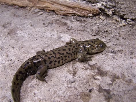 Tiger Salamander This Is One Of A Dozen 15 Or So Barred T Flickr