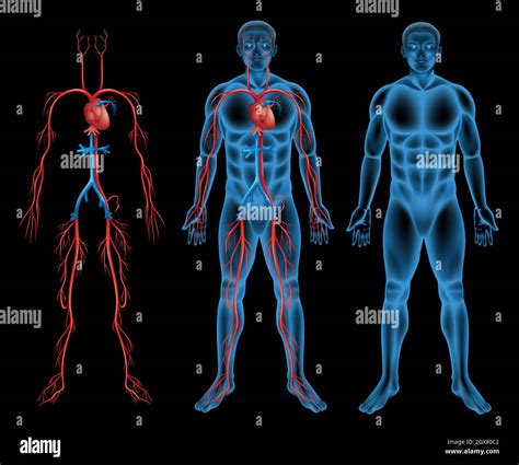 Ilustración Del Sistema Circulatorio Fotografías E Imágenes De Alta