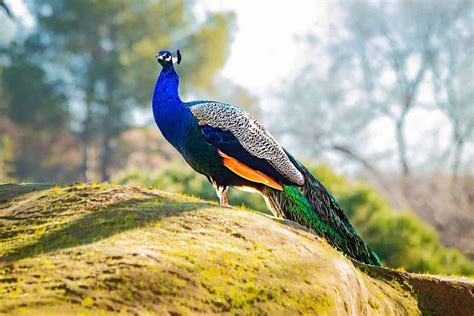 Indian Peacock The National Bird Of India A Z Animals