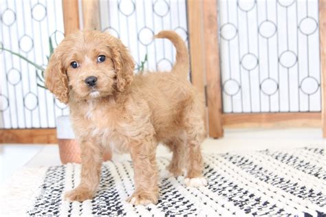 Browse the largest, most trusted source of mini goldendoodle puppies for sale. Josie- Adorable Red Female Mini F1B Goldendoodle Puppy ...