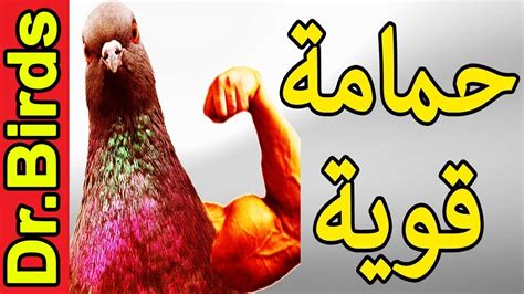 24 أكتوبر 2018 3 دقائق قراءة. ‫وقاية الحمام من الأمراض‬‎ - YouTube