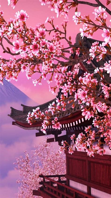 Cherry Blossom Wallpaper Wallpaper Sun