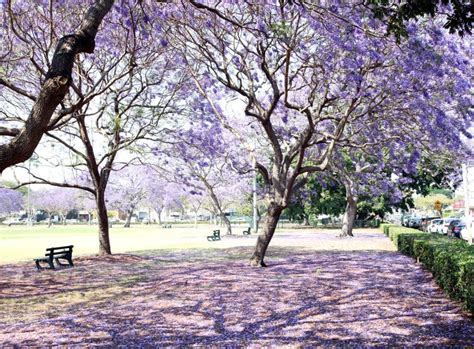 Best Jacaranda Trees Brisbane Picnic Under Purple Flowering Trees