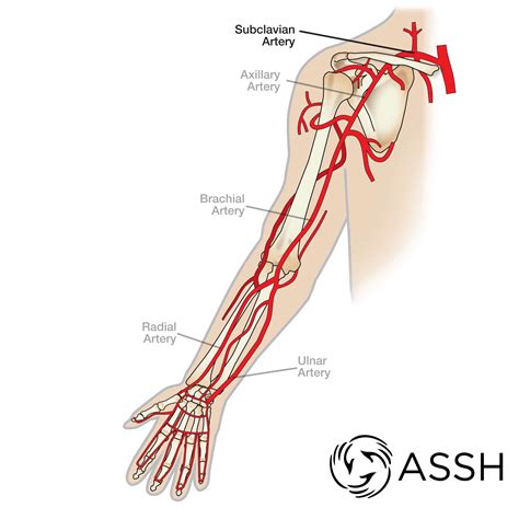 Body Anatomy Upper Extremity Vessels The Hand Society