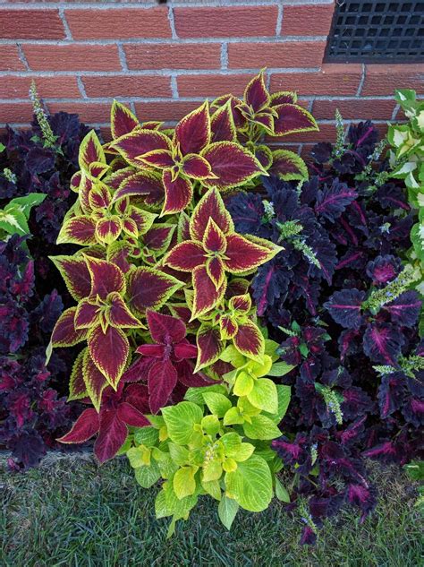 Coral bells there's no need to skimp on color in a shade garden. Coleus | Backyard landscaping designs, Shade plants, Small yard landscaping