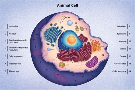 Animal Cell Labeled Drbeckmann