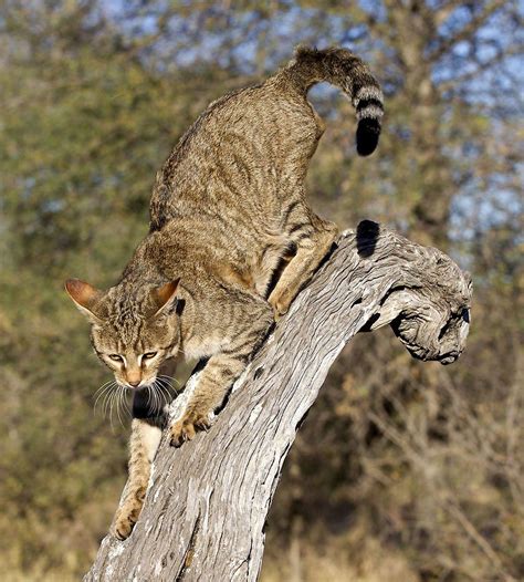 African Wild Cat African Wildcatfelis Silvestris Lybicageotagged