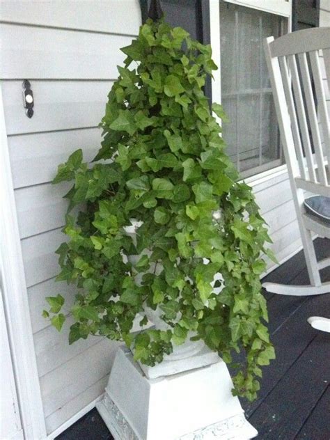 Boston ivy is a classic vine grown for it's magnificent fall foliage! Boston ivy (With images) | Container gardening, Plants