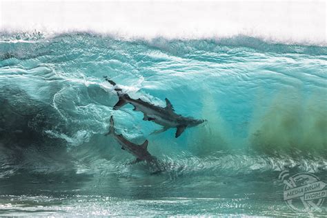 Incredible Pictures Of Sharks Surfing The Waves In Australia Media Drum World