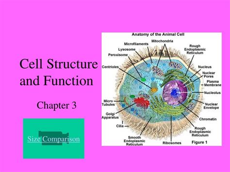 As such, they are not plants, animal or fungi. PPT - Cell Structure and Function PowerPoint Presentation ...