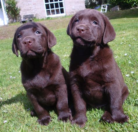 Find the perfect labrador retriever puppy for sale in north carolina, nc at puppyfind.com. Chocolate Labrador Puppies For Sale- Boy ready now ...