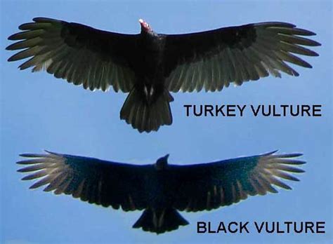 We did not find results for: How To Tell A Black Vulture And A Turkey Vulture Apart ...