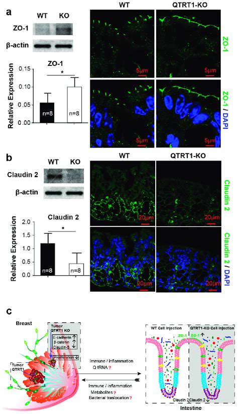 Altered Tight Junction Proteins In The Colon Of A Nude Mouse Model