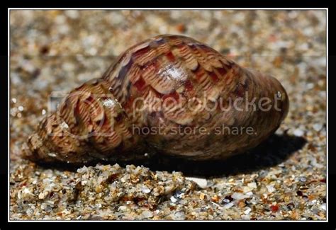 Spiral Seashells By The Seashore