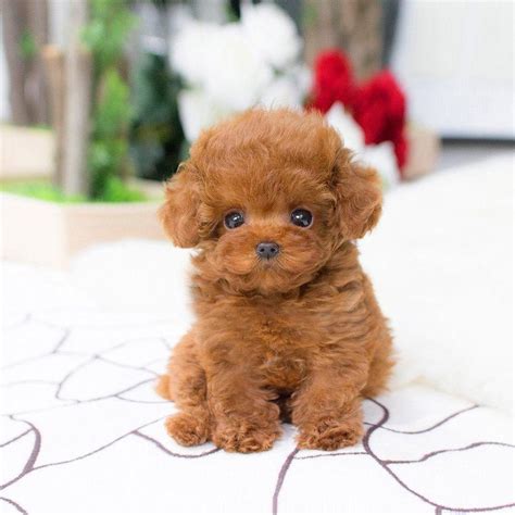 💖realistic Teddy Dog Lucky💖 In 2020 Teddy Dog Teacup Poodles For