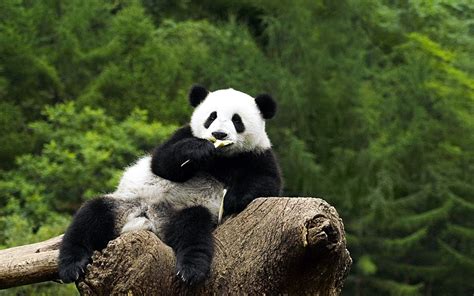 Panda Bear Wallpapers Hd Desktop And Mobile Backgrounds