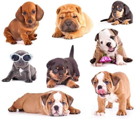 Dog Names By Breed Perfect For Breed Specific Pups