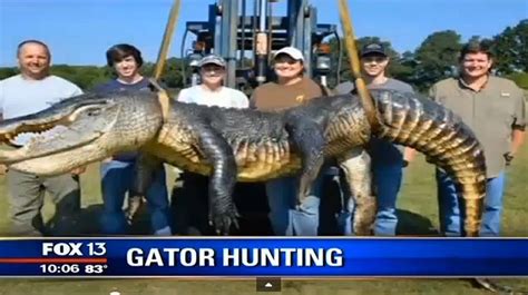 Video State Record 727 Pound Alligator Caught In Mississippi Warning