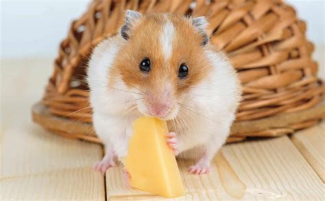 Can Hamsters Eat Cheese Everything You Need To Know Hamster Care Guide