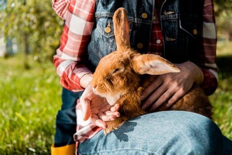 Netherland Dwarf Rabbits Care Lifespan Breed Info And Faqs