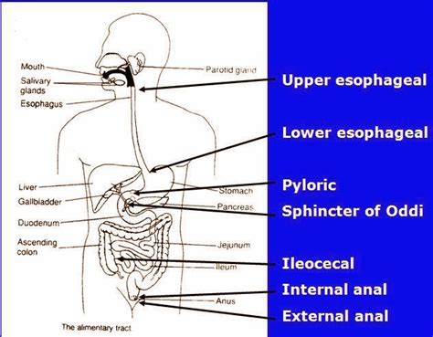 Sphincters Of The Gi Tract